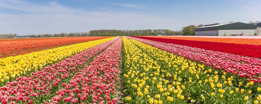 Colourful field of tulips in the Netherlands