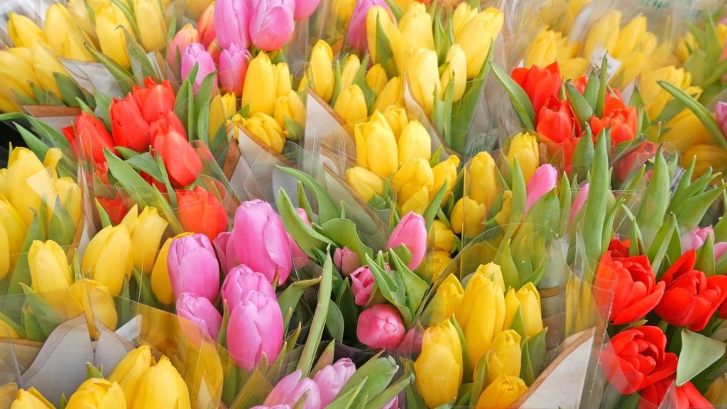 Colourful tulips in a flower shop
