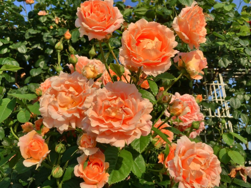 Blush Garden Roses
