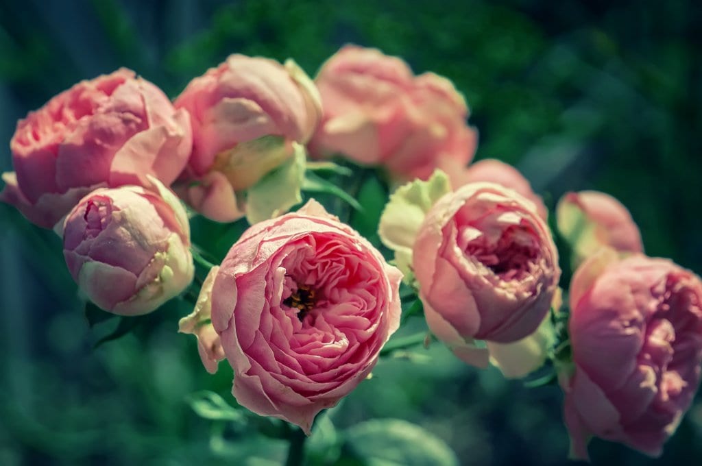 Pink English Garden Roses