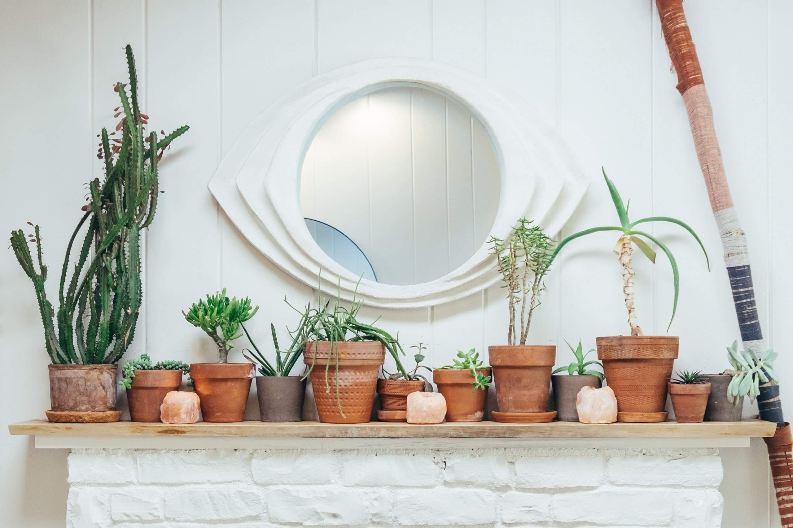 House plants that Boost your Mood